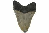 Fossil Megalodon Tooth - North Carolina #221841-2